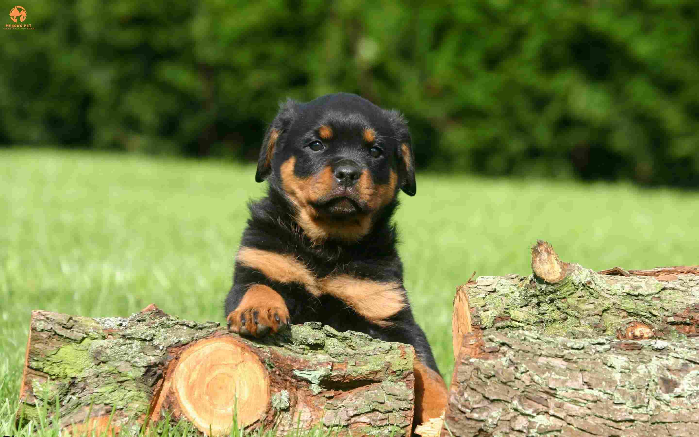Mua Bán Chó Rottweiler Thuần Chủng Tphcm